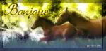 les chevaux ma passion