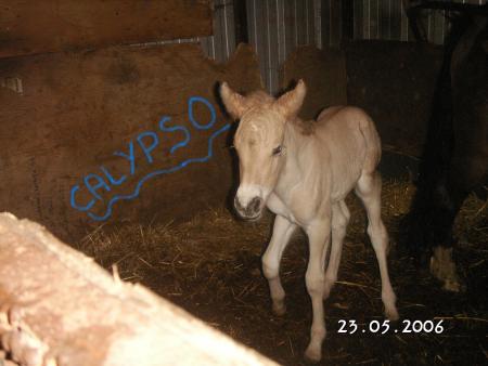 calypso